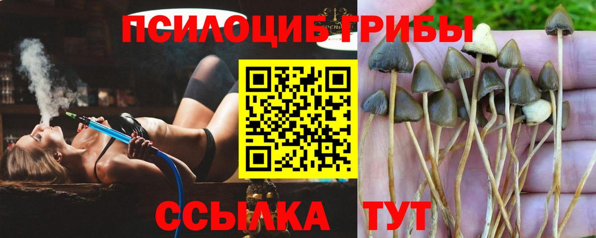 где можно купить наркотик  Галлюциногенные грибы мицелий  Асбест  Галлюциногенные грибы Psilocybine cubensis 
